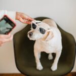 From above of crop anonymous black woman with mobile phone putting on sunglasses on Labrador Retriever while preparing for shooting