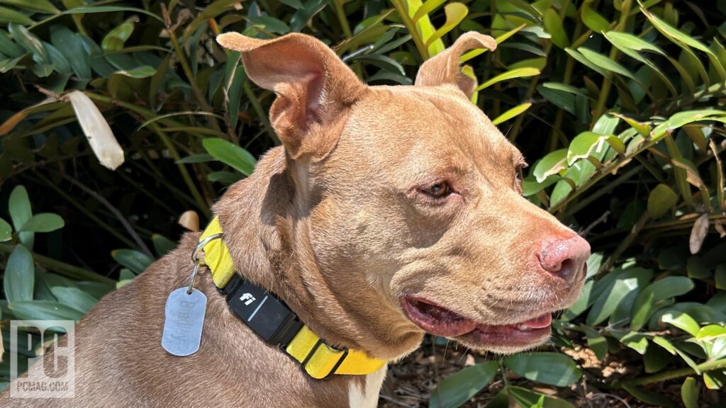 fi smart dog collar series 3 dtw6